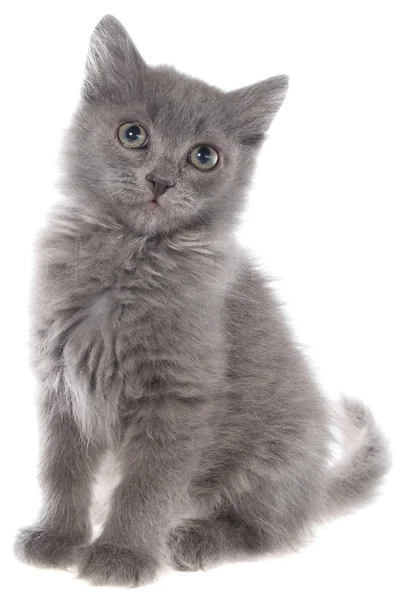 Petit chaton gris aux cheveux longs assis isolé — Photo