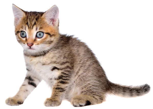 Shorthair brindled gatinho sentado isolado — Fotografia de Stock