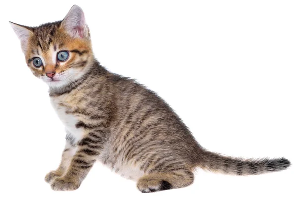 Shorthair brindled kitten isolated — Stock Photo, Image