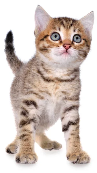 Shorthair brindled kitten crawling sneaking — Stock Photo, Image