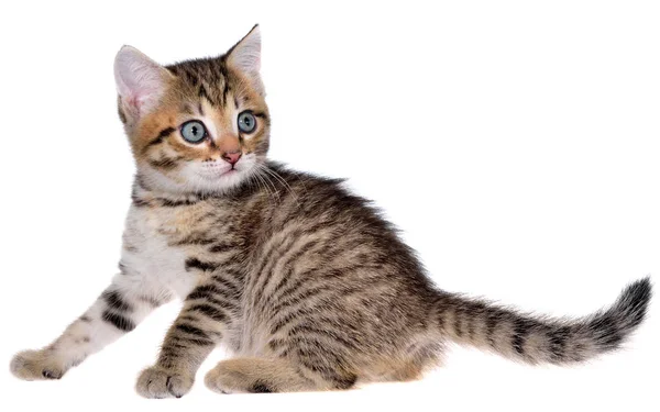 Shorthair brindled kitten playful isolated. — Stock Photo, Image