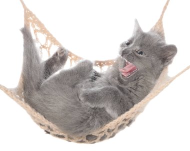 Şirin Gri kedi bir hamakta uyumak ve izole esnemek