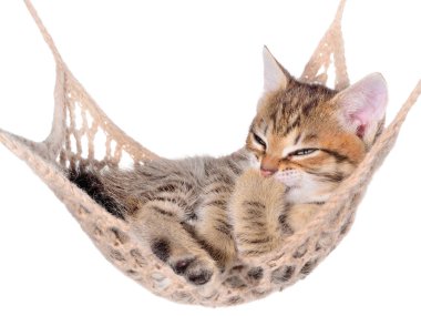 Kısa saç brindle yavru kedi yawns ve uyku hamak