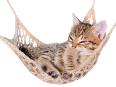 Short Hair brindle kitten yawns and sleep in hammock clipart