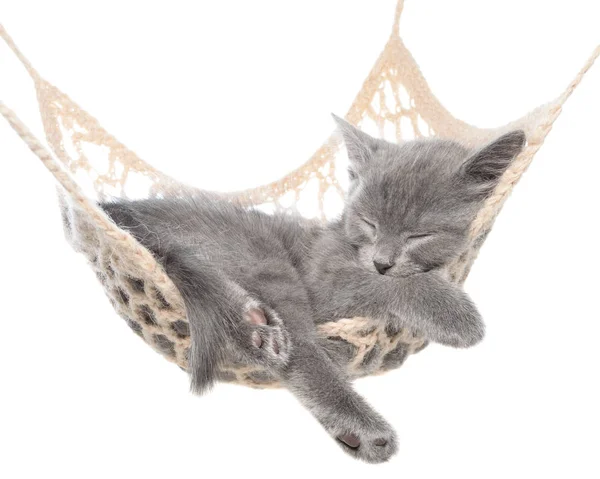 Lindo gatito gris durmiendo en hamaca — Foto de Stock