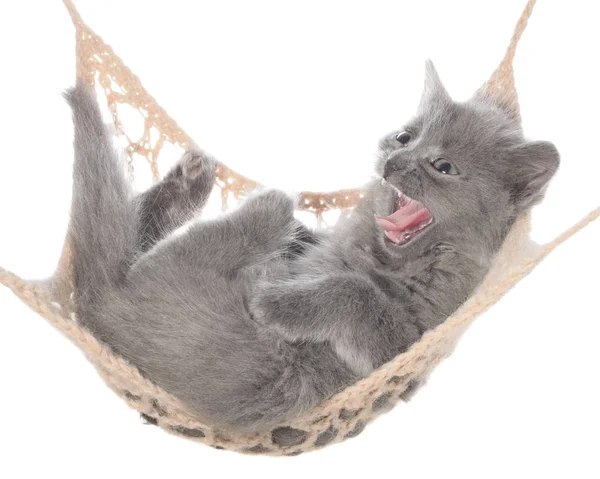 Leuk grijze katje slapen in een hangmat en gaapt geïsoleerd — Stockfoto