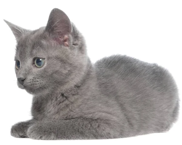 Pequeno gatinho cinza shorthair mentira isolado — Fotografia de Stock