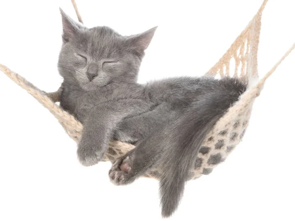 Carino gattino grigio dormire in amaca — Foto Stock