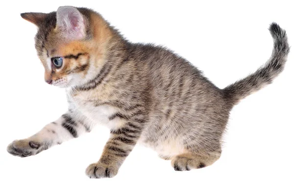 Shorthair brindled gatinho brincalhão isolado . — Fotografia de Stock