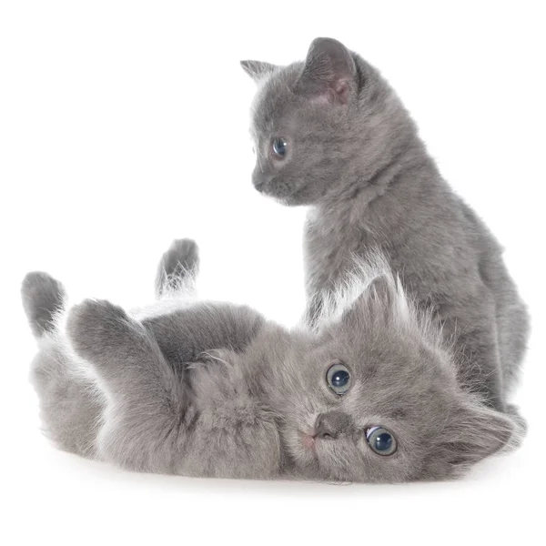 Zwei kleine graue Kätzchen spielen isoliert — Stockfoto