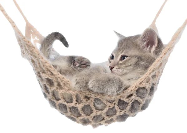 Söt tvärstrimmig kattunge sover i hängmatta isolerade — Stockfoto