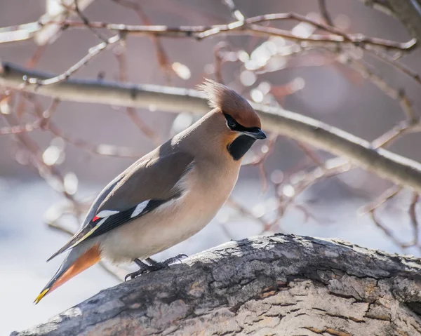 Bird waxwing in early spring — Stock Photo, Image