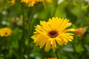 Bahar çiçekli pembe badem