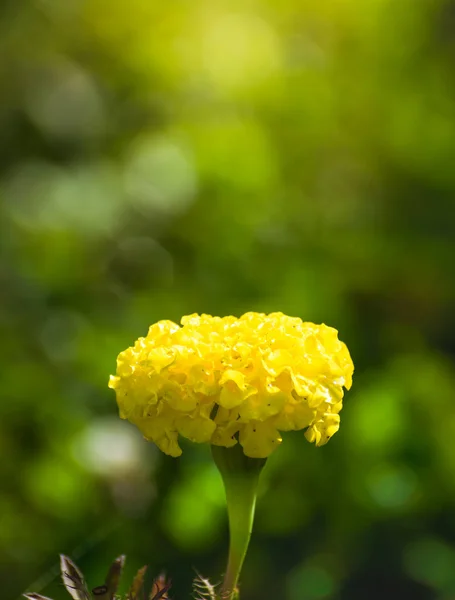 Close Flowers Marigold Sunny Day Outdoors — Stock Photo, Image