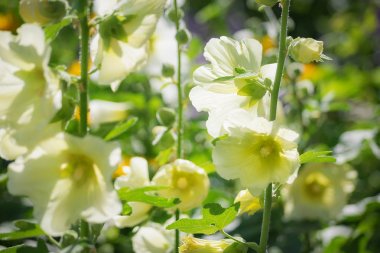 Bahçe yakın çekim bulanık bir arka plan üzerinde beyaz ebegümeci.