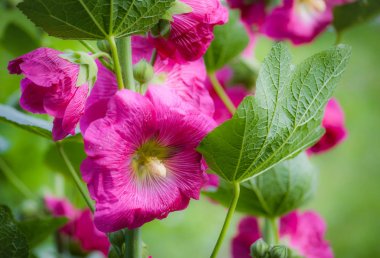 Bahçedeki parlak pembe ebegümeci