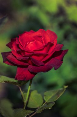 Gül çiçek yeşil görüntü arka plan üzerinde.