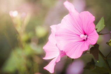 Bulanık bir arka plan üzerinde pembe ebegümeci.