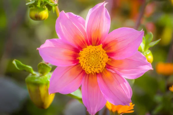 Beautiful dahlia in the garden on a blur background — Stock Photo, Image