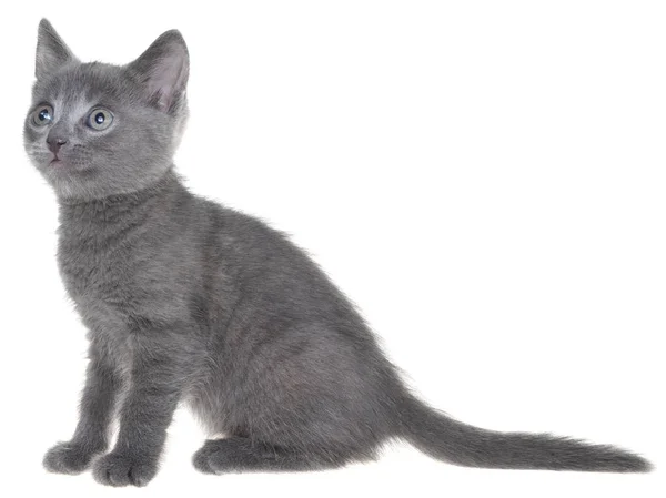 Small gray shorthair kitten sitting isolated — Stock Photo, Image