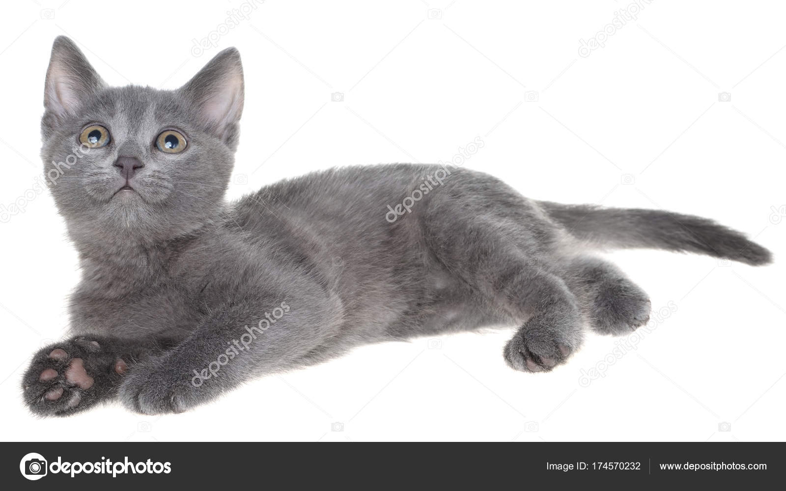 small gray kitten
