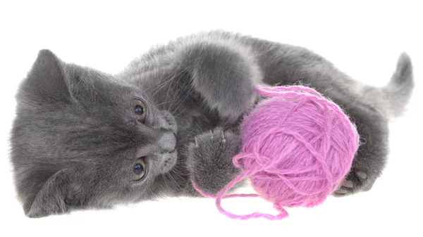 Small gray shorthair kitten plays with ball of yarn isolated — Stock Photo, Image