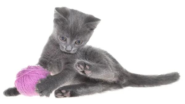 Pequeño gris taquigrafía gatito juega con bola de hilo aislado — Foto de Stock