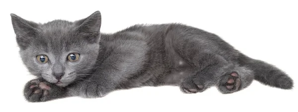 Małe Stenografia szary kotek kłamstwo — Zdjęcie stockowe