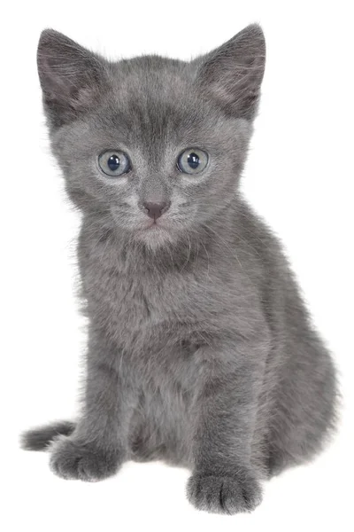Kleine grijze korthaar kitten vergadering geïsoleerd — Stockfoto
