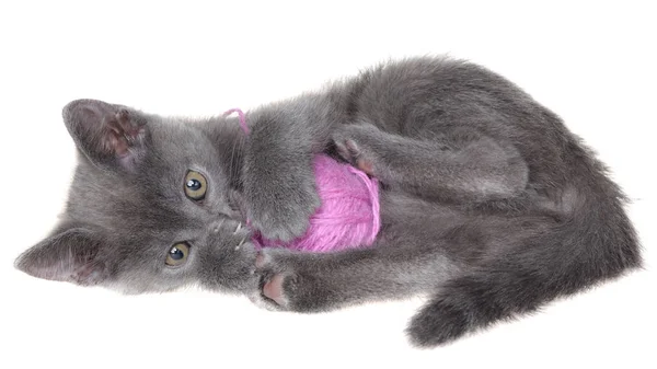 Kleine grijze korthaar kitten leggen en speelt met bal van garen — Stockfoto