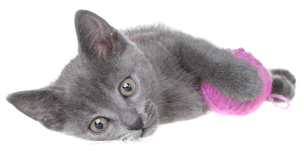 Kleine grijze korthaar kitten leggen en speelt met de bal van garen isol — Stockfoto