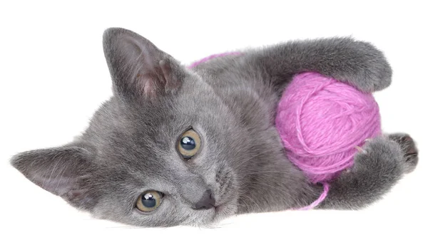 Små grå korthår kattunge låg och leker med boll av garn isol — Stockfoto