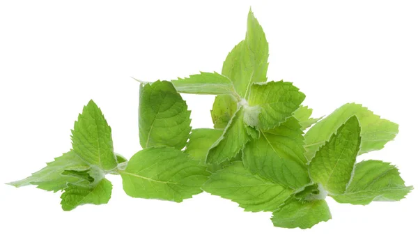 A sprig of leaf mint close-up isolated — Stock Photo, Image
