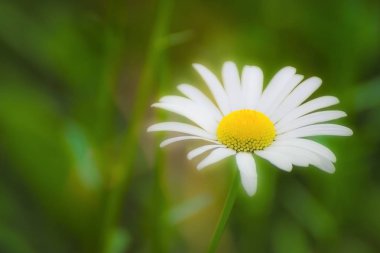 Papatya çiçeği bulanık bir arkaplan.