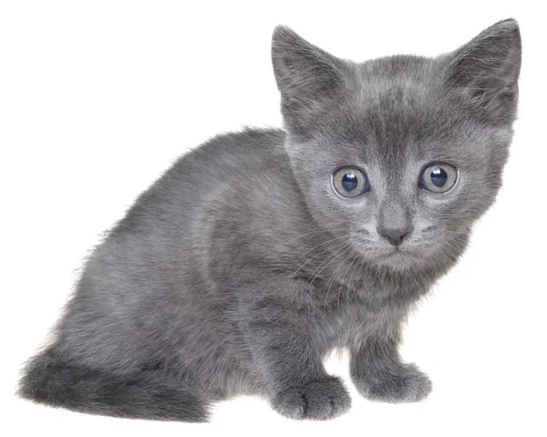 孤立的小灰色短毛猫小猫坐 — 图库照片