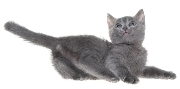 Frightened gray kitten lay isolated — Stock Photo, Image