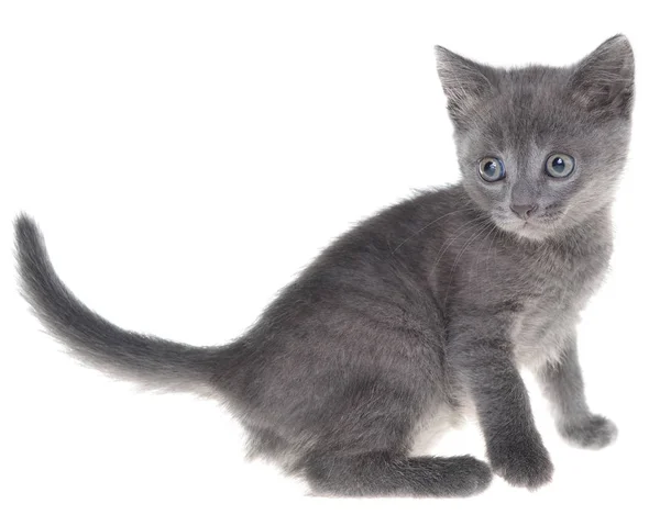 Pequeno gatinho cinza shorthair sentado isolado — Fotografia de Stock