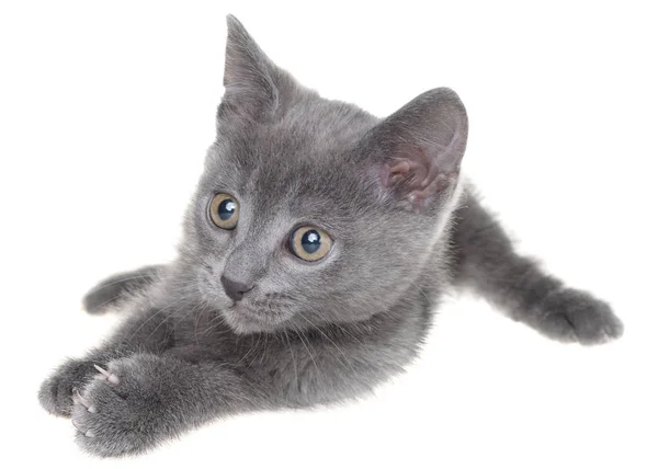 Paura gattino grigio lay isolato — Foto Stock