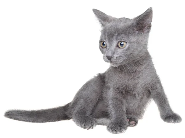 Piccolo gattino stenografia grigio seduto isolato — Foto Stock