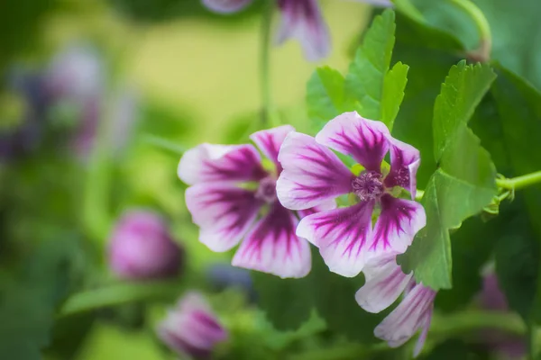 背景をぼかした写真の庭に開花葵ウスベニアオイのピンクの花 — ストック写真