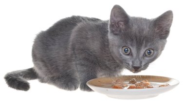 Gri kedi kedi maması bir kaseden yemek