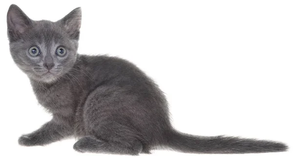 Mignon Chaton Shorthair Gris Assis Isolé Sur Fond Blanc — Photo