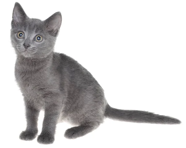 귀여운 회색 쇼트헤어 고양이 앉아 절연 — 스톡 사진