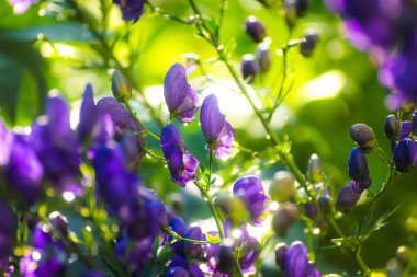 Genellikle aconitum olarak bilinen yağmur sonra Aconite çiçek, Monkshood, kurt.