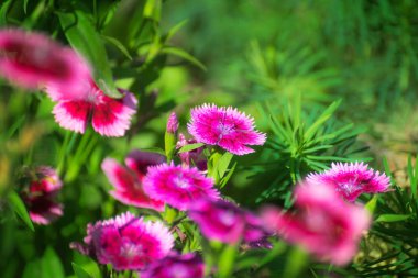 Bahçedeki parlak alp karanfilleri..
