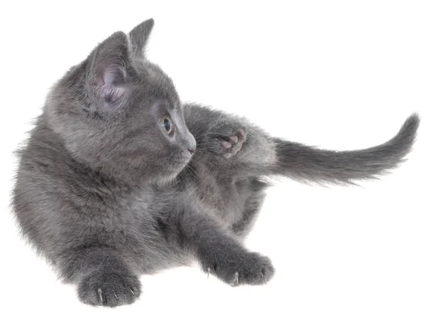 Pequeño Gatito Jugando Aislado Sobre Fondo Blanco —  Fotos de Stock