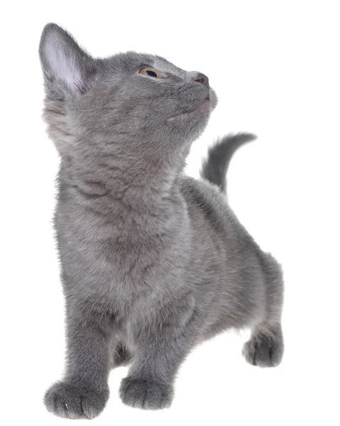 Pequeño Gatito Jugando Aislado Sobre Fondo Blanco — Foto de Stock