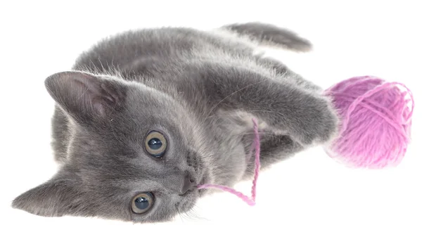 Cute Gray Shorthair Kitten Lay Plays Ball Yarn Isolated White — Stock Photo, Image