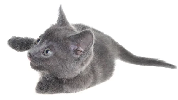 Pequeño Gatito Jugando Aislado Sobre Fondo Blanco —  Fotos de Stock