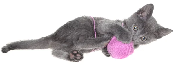 Cute Gray Shorthair Kitten Lay Plays Ball Yarn Isolated White — Stock Photo, Image